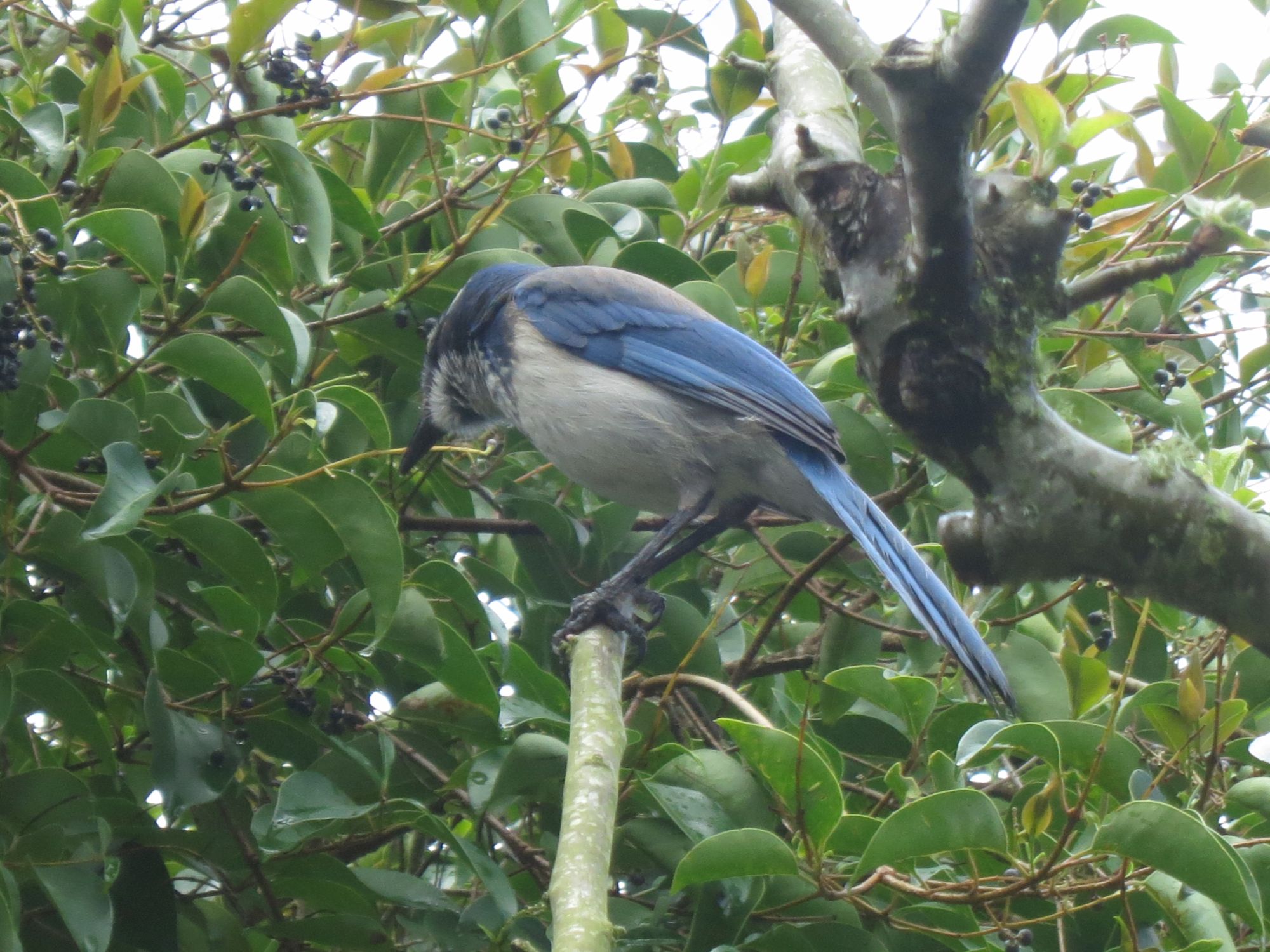 blue bird photo