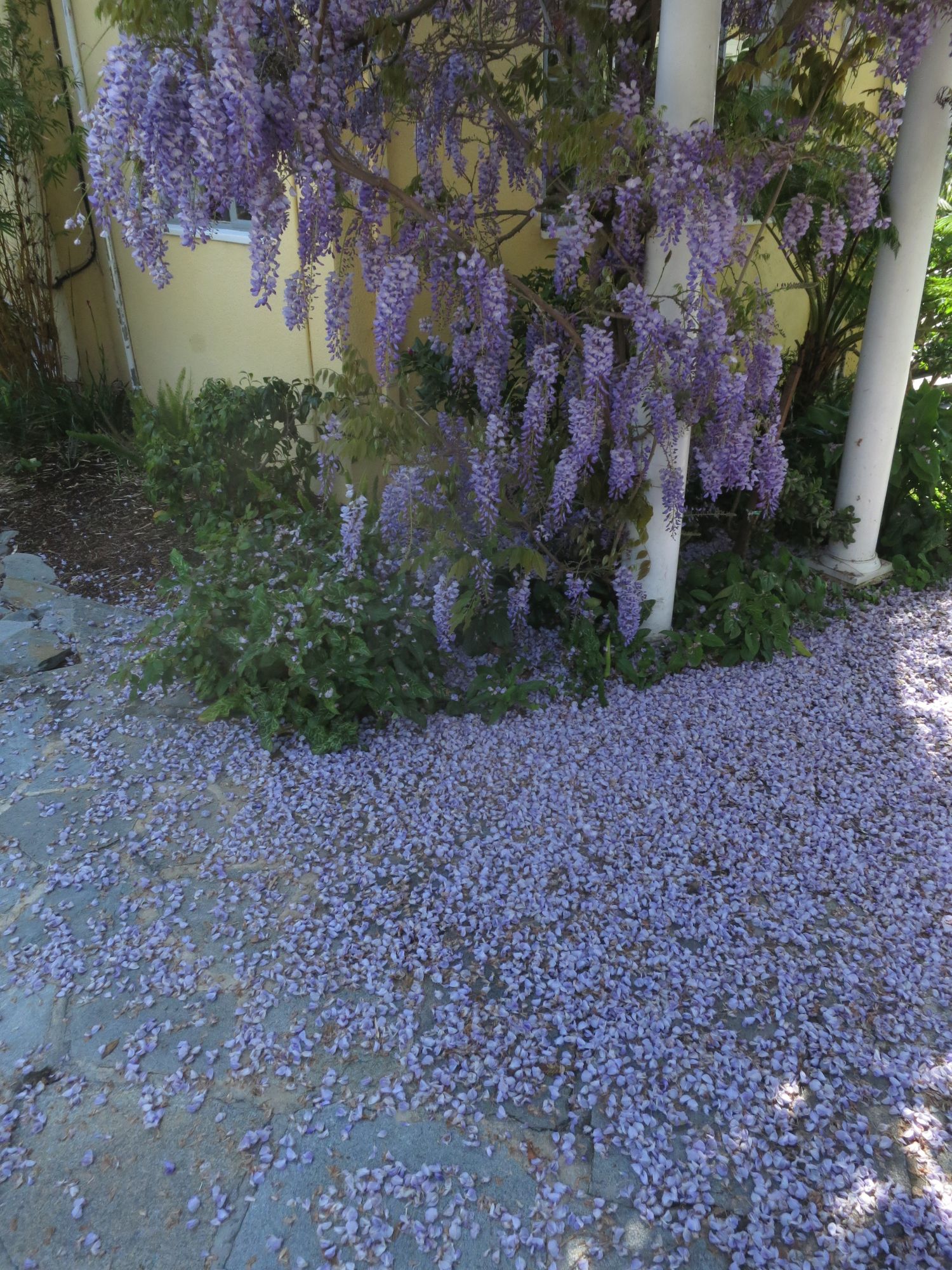 lavender photograph nature